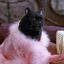 Salem