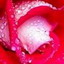 Donna_Rosa